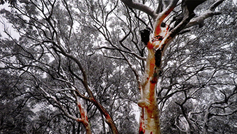 Eucalyptus Afternoon by Andrew Kapitzke